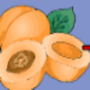 Apricot